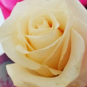 Meet your Posher, Avery